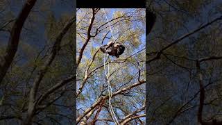 #arborist #treeclimbing #treecare #tuefleburger #treearborist #arboristing #treeclimber #husqvarna