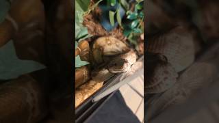 boa imperator being a boa imperator 🤷🏼‍♀️😂 #petsnake #boaconstrictor #boaimperator #reptiles #snakes