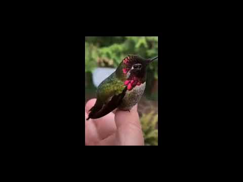 color bird #birds #prettylittlething #colorful #shorts