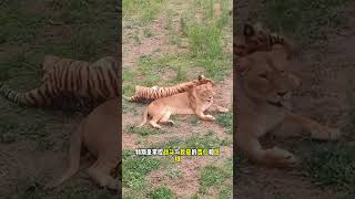 野獸值得信任嗎？#shorts  #动物世界