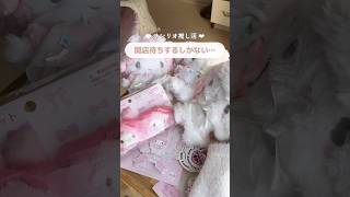 【推し活】最近のサンリオ開店待ちしないと買えない説💭#サンリオ #購入品紹介 #マイメロ #推し活 #一人暮らし #vlog #散財
