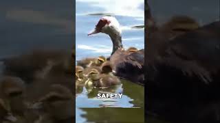 Heroic Rescue: Baby Ducks Saved from Snapper #short #fact #quickfacts #quickmind