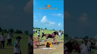 ghoda bail sharyat new video #tending  #naad bailgada sharyat