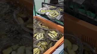 【包装】天政松下の群馬工場に潜入！　#漬物 #工場 #キムチ