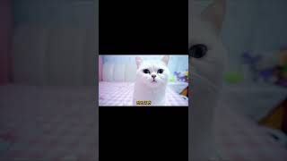 去世的小猫咪也会陪在主人的身边，太感动了#shorts #猫咪 #宠物 #猫 #pets #配音