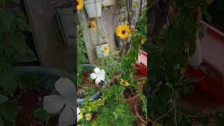 #terracegarden #gardening #terracegardning #lowmaintenanceplants #floweringplant #shorts #short