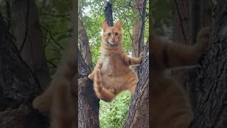 He Has That Orange Cat Energy 😹