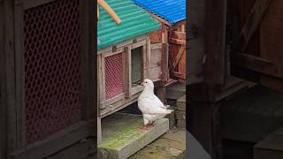 pigeon entering the house #pigeon #голубь #paloma #حمامة #pigeonlover #pet