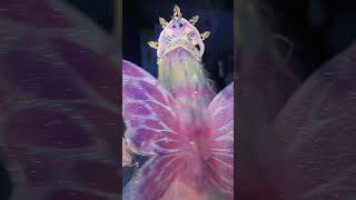 在漫展看到玛丽苏公主了！！ 没错！就是我安娜莉丝•冰晶琉璃•血无泪•殇梦蝶•彩虹花朵・安然・Q・三世✨lolita cp30 玛丽苏女主 彩色头发