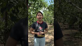 用药季忙 没使劲更新视频 回复留言 大家见谅#来抖音学农技 #果树管理 #抖音助农 #梨树 #强烈推荐