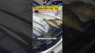 近日，辽宁，车主脑洞大开贴透明车衣养鱼，鱼这辈子没想到能坐轿车兜风。网友：天这么热不会变水煮鱼吗？