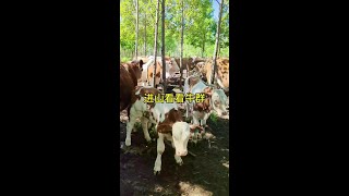 悠闲牧场时光，牛儿自由自在#我的乡村生活#生活#vlog
