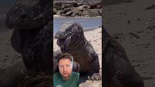 This Komodo Dragon Had A Long Night...