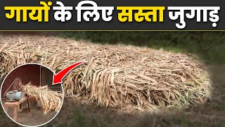 बदलते मौसम में भूलकर भी न खिलाए ये भूसा | Bhusa for Cow | Shree Kunj