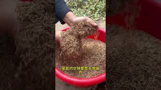 改良土壤的好方法，腐熟#稻壳 能让土壤疏松透气，不再板结#改良土壤 #改良土壤板结#种植小技巧 #土壤改良