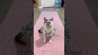Smartest cat in the world 🙌 #cats #petsrule #funnypets #funny #cattricks