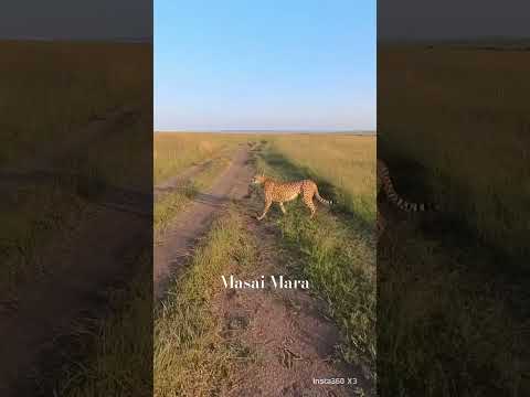#cheetah  #masaimaranationalpark #travel #wildlife #masaimara  #safariadventure