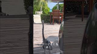 #maldives #vlog #ハネムーン #travel #旅行 #モルディブ #絶景 #新婚旅行 #ハネムーン　#海外旅行　#ズボラOL日記