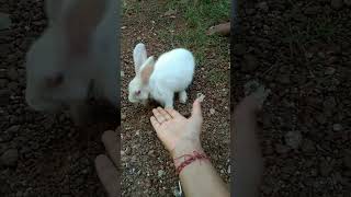 cute rabbit#song ••••••••••................
