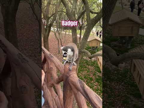 #badgereels #badgerland #badgers #badger_family #naturalbeauty #naturalwildlife #nature #viralvideo