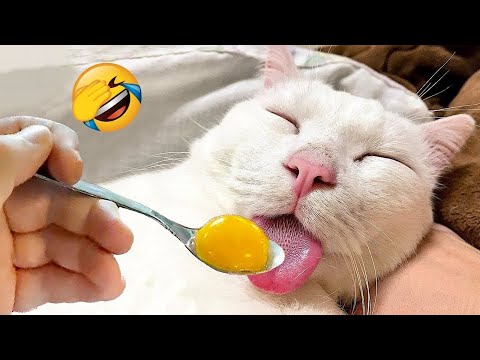 WARNING You Won't Believe These HILARIOUS Cat and Dog Moments