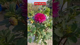 how to grow dahlia flower #shorts #dahliaflower #flower