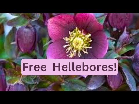 How To Divide Hellebores | Propagate Split Lenten Rose | Free Plants