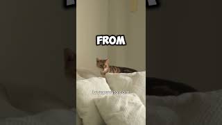 Do Cats Always Land on Their Feet?  #catlove #felinefacts #petlove