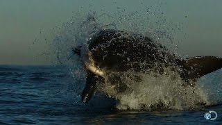 In Search of Colossus | Shark Week