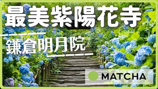 【鎌倉景點】迎接繡球花季！來去鎌倉最美的紫陽花寺「明月院」｜MATCHA帶路玩日本