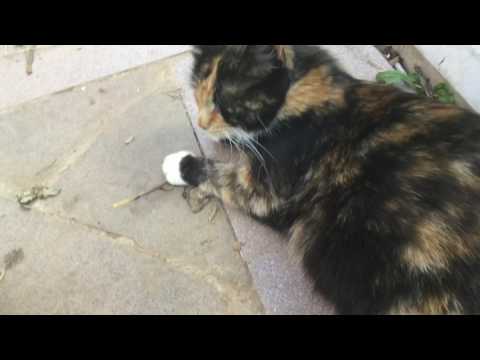 Tusa the pregnant stray cat