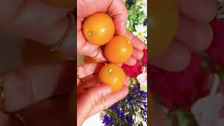 JAPANESE KUMQUAT FRUIT 金柑