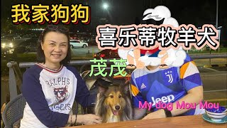 6. 我家喜乐蒂牧羊犬“茂茂”去Desa Park City 修甲 My Shetland Sheepdog “Mou Mou” visit Petsmore at Desa Park City