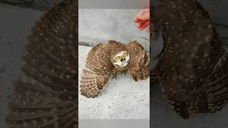 This kind-hearted girl spotted a lost baby owl and then ...
