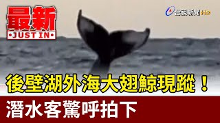 後壁湖外海大翅鯨現蹤！ 潛水客驚呼拍下【最新快訊】