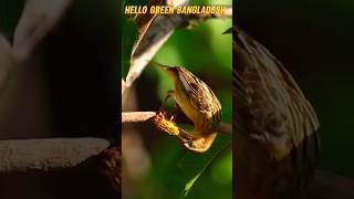 bird #viral #birds #eiting #food #smallbirds #update