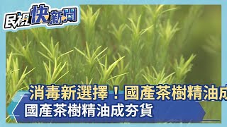 消毒新選擇！國產茶樹精油成夯貨－民視新聞