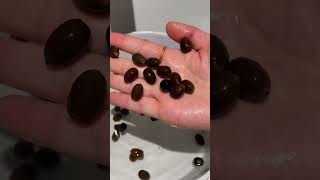 Start Your Lotus Bowl with Great Seeds! #lotus #seeds #easyplants #planting