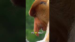 Meet the Big-Nosed Monkey from Borneo