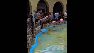 Trying to get the flamingos attention be like … #Purecomedy #Purepromotionchannel