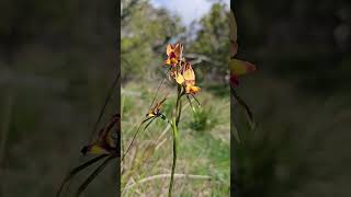 Wallflower Donkey Orchid (Diuris orientis) - Wistow South Australia