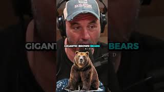 Kodiak Bears Can Hear Gunshots Like Dinner Bells 🍽️🐻