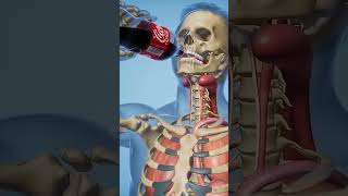 3D Human Anatomy Liquid Flow | Realistic Internal Organs Short#shorts #shortvideo #trinding