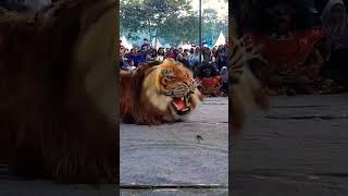 singo barong TST Karangmanggis kabotan awak #shorts #javanica