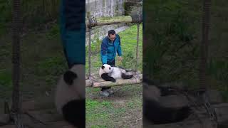 2月18日三妹一脸问号❓请问馆长大大，这又是什么操作……躺平！😂大熊猫奇三妹熊猫宝宝 国宝熊猫 萌到爆炸了💥 壹仔king