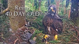 #160🦤Reinis🐥40°(🐥✝️)／Latvia🇱🇻Lesser Spotted Eagle Nest 2025／Andris💗Anna ／by Latvijas Dabas fonds