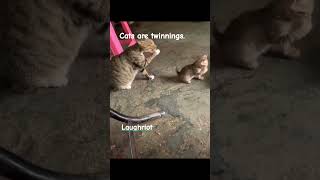 Cats are twinnings... #funny #laughriot #foryou #cat #pets #animals