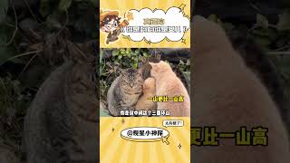 丧彪好像有点不满意#猫咪 #震惊 #万万没想到 #娱乐评论大赏#shorts