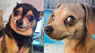 🐶 Funniest Dogs Fails Caught on Camera! 😂 Cute Dogs Moments