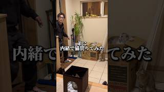 弟に内緒で猫買ってみたら.. #札幌の姉弟 #北海道 #札幌 #hokkaido #sapporo #猫のいる暮らし #保護猫 #猫のいる生活